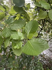 Claoxylon indicum