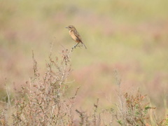 Saxicola rubicola