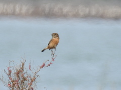 Saxicola rubicola