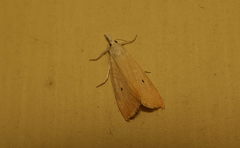 Scirpophaga incertulas
