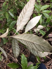 Argophyllum nullumense