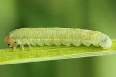 Aglaostigma fulvipes