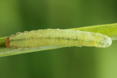 Aglaostigma fulvipes