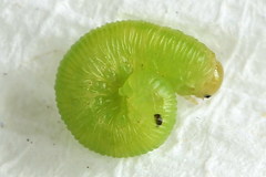 Aglaostigma fulvipes