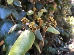 Parsonsia fulva