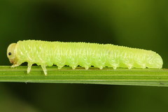 Aglaostigma fulvipes