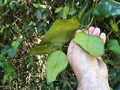 Parsonsia fulva