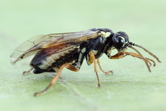 Aglaostigma fulvipes