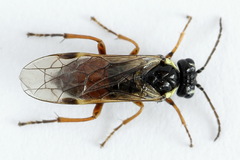 Aglaostigma fulvipes