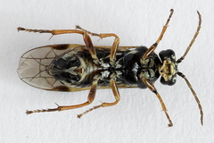 Aglaostigma fulvipes