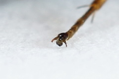 Aglaostigma fulvipes