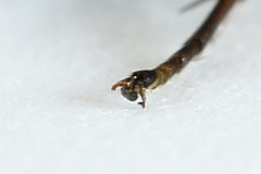 Aglaostigma fulvipes