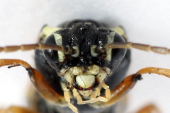 Aglaostigma fulvipes