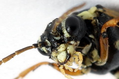 Aglaostigma fulvipes