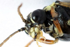 Aglaostigma fulvipes