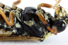 Aglaostigma fulvipes