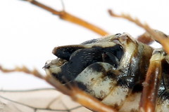 Aglaostigma fulvipes