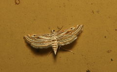 Parapoynx fluctuosalis