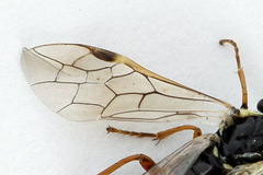 Aglaostigma fulvipes