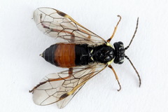 Aglaostigma fulvipes