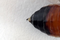 Aglaostigma fulvipes