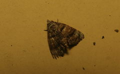 Chlumetia