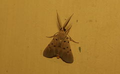 Sommeria insulana