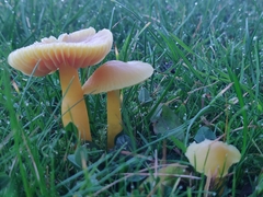 Hygrocybe quieta
