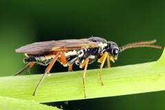 Aglaostigma fulvipes