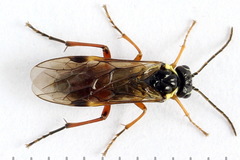 Aglaostigma fulvipes