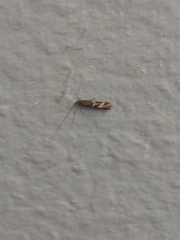 Oinophila v-flava