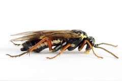 Aglaostigma fulvipes