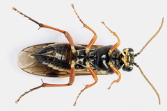 Aglaostigma fulvipes