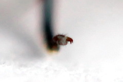 Aglaostigma fulvipes