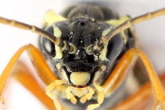 Aglaostigma fulvipes