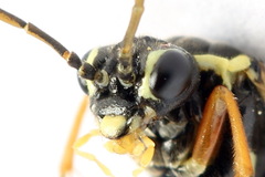 Aglaostigma fulvipes