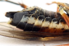 Aglaostigma fulvipes