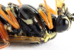 Aglaostigma fulvipes