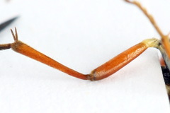 Aglaostigma fulvipes