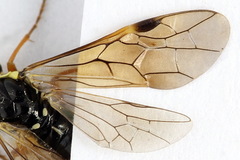 Aglaostigma fulvipes