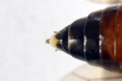 Aglaostigma fulvipes