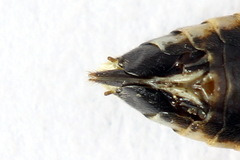 Aglaostigma fulvipes