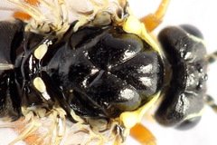 Aglaostigma fulvipes