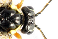 Aglaostigma fulvipes