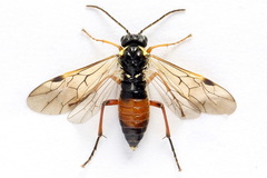 Aglaostigma fulvipes