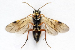 Aglaostigma fulvipes