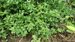 Synedrella nodiflora