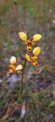 Diuris laxiflora