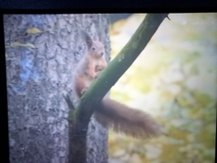 Sciurus vulgaris
