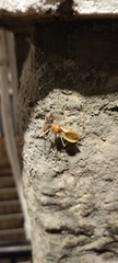 Epidaus bicolor